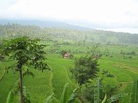 trip_bali 324 - rice terasse 